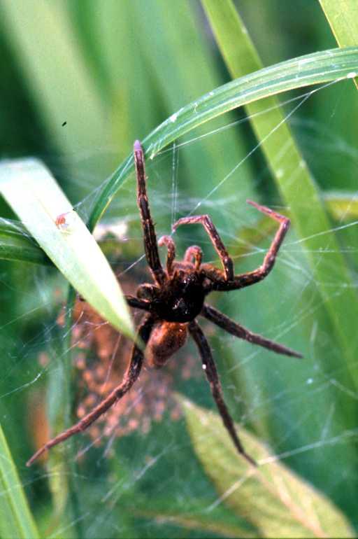 Dolomedes_plantarius_P1517_Z_76_Les Gris_Frankrijk.jpg